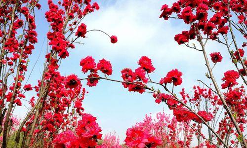 桃花的寓意与象征（桃花的美丽与吉祥）