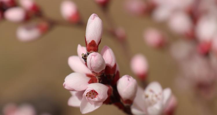 桃花的寓意与象征（桃花的美丽与吉祥）