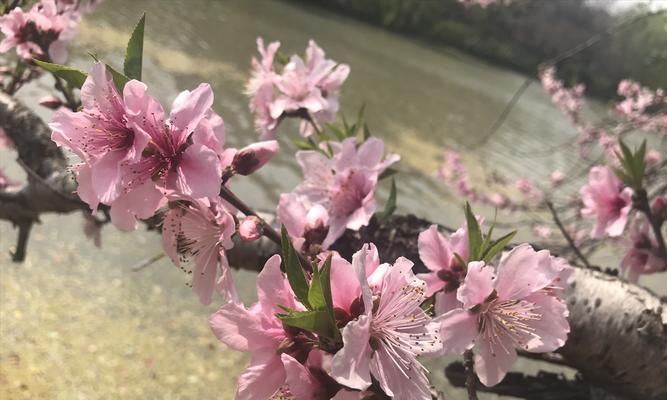 桃花的寓意与象征（桃花的美丽与吉祥）