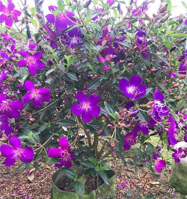 野牡丹的花语与传说（追寻野牡丹的美丽传说）