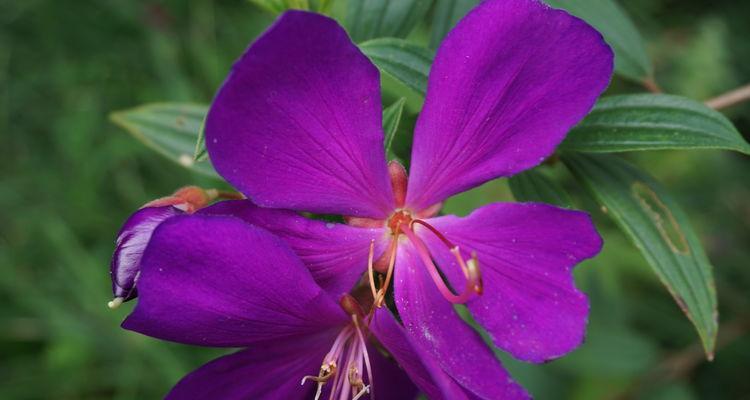 野牡丹的花语与传说（追寻野牡丹的美丽传说）