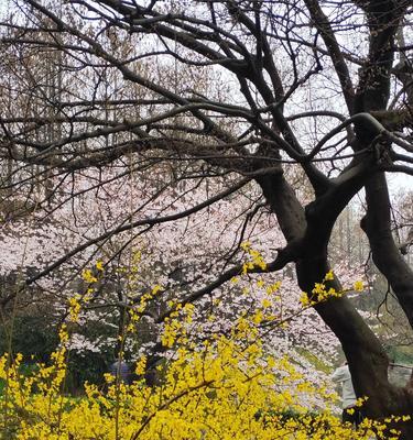 樱花与十二生肖（以樱花寓意贵族生肖）