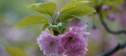 樱花与十二生肖（以樱花寓意贵族生肖）