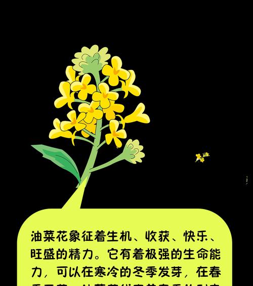 油菜花的花语与传说（神秘花语与美丽传说）