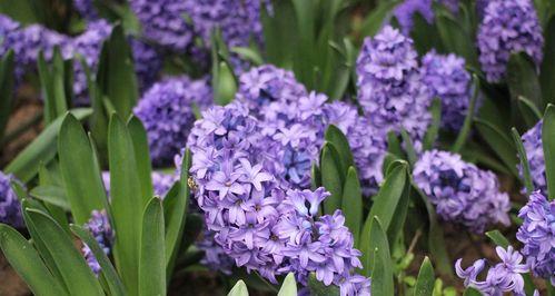 风信子花语（解读紫色风信子的花语及其象征意义）