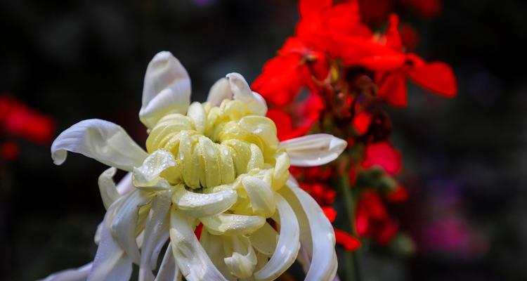 黄色菊花的花语与意义（探索黄色菊花的含义与象征）