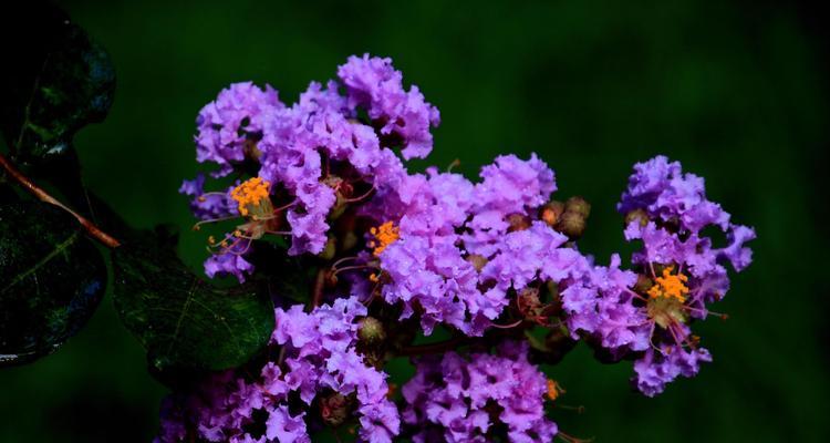 安阳市花紫薇花的象征意义（传承千年的文化之花）