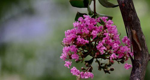 安阳市花紫薇花的象征意义（传承千年的文化之花）