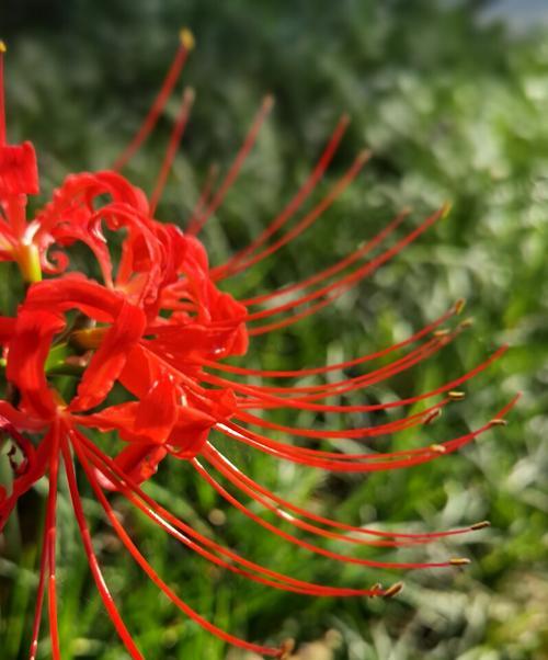 彼岸花的花语与色彩之谜（彼岸花的五种颜色代表的不同寓意）