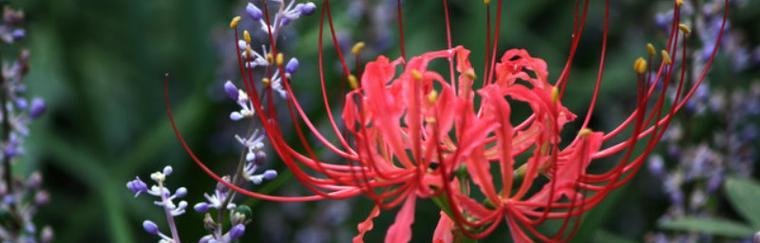 彼岸花的花语与色彩之谜（彼岸花的五种颜色代表的不同寓意）