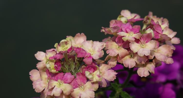 花意陪伴心灵之旅（以花语表达深情陪伴）