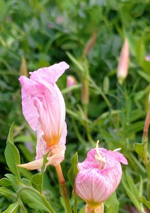 自由的花（花开自由）