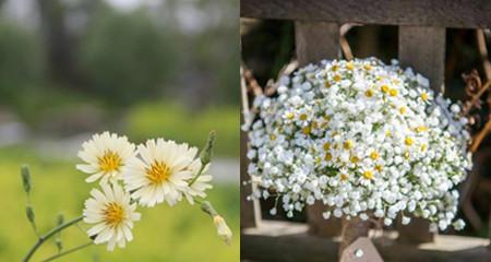 雏菊花语及其代表意义（以雏菊花语探寻情感与美好）