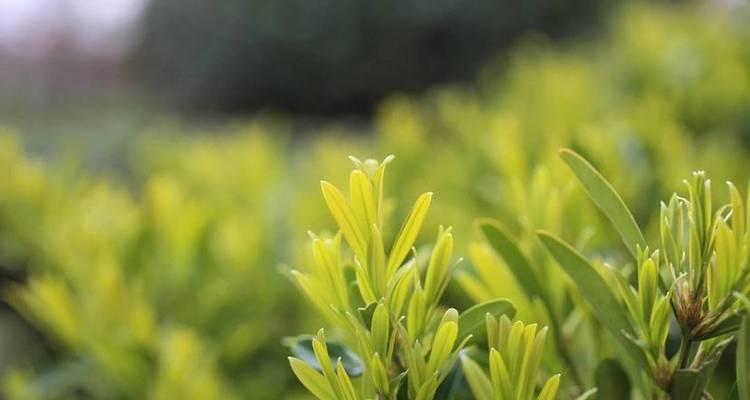 植物中代表奉献的十五种植物（探索植物世界中的奉献之美）