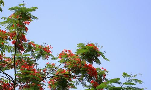 凤凰树的寓意与风水（解读凤凰树的象征意义与风水禁忌）