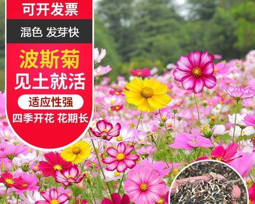 野花组合的种植方法（从播种到开花）