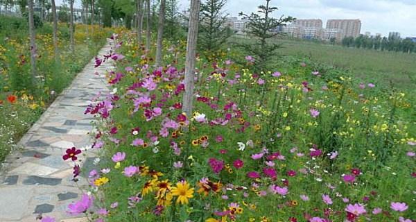 野花组合的种植方法（从播种到开花）