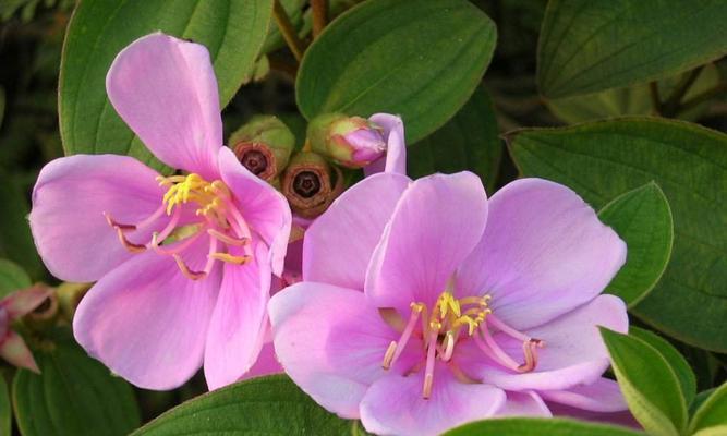 野牡丹开花时间及花期：探秘早春的野牡丹开花之谜