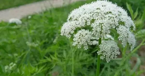 野芹菜的健康益处（探究野芹菜的营养成分及药用价值）