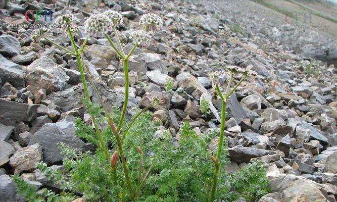 野芹菜的健康益处（探究野芹菜的营养成分及药用价值）