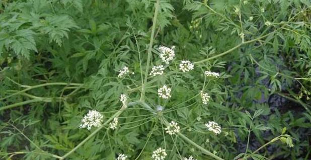 野芹菜的健康益处（探究野芹菜的营养成分及药用价值）