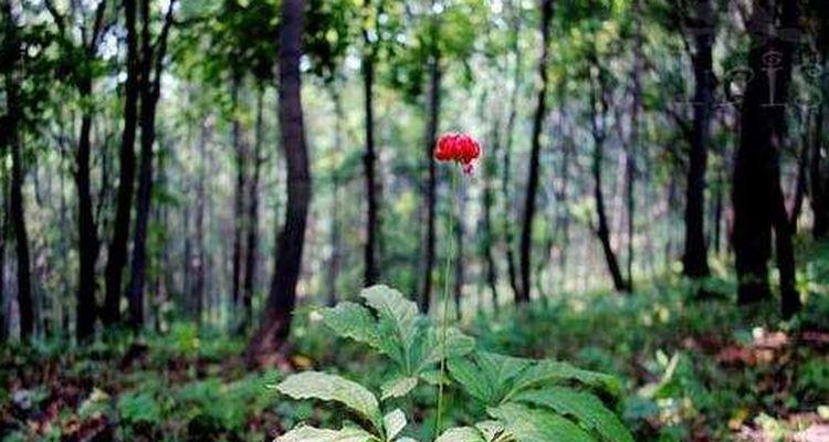 探秘野生人参的形态特征（了解野生人参的形态特征及生长环境）