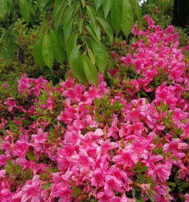 野生杜鹃花的保护现状（探究国家对野生杜鹃花的保护情况与方式）