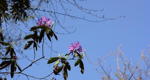 野生杜鹃花的保护现状（探究国家对野生杜鹃花的保护情况与方式）