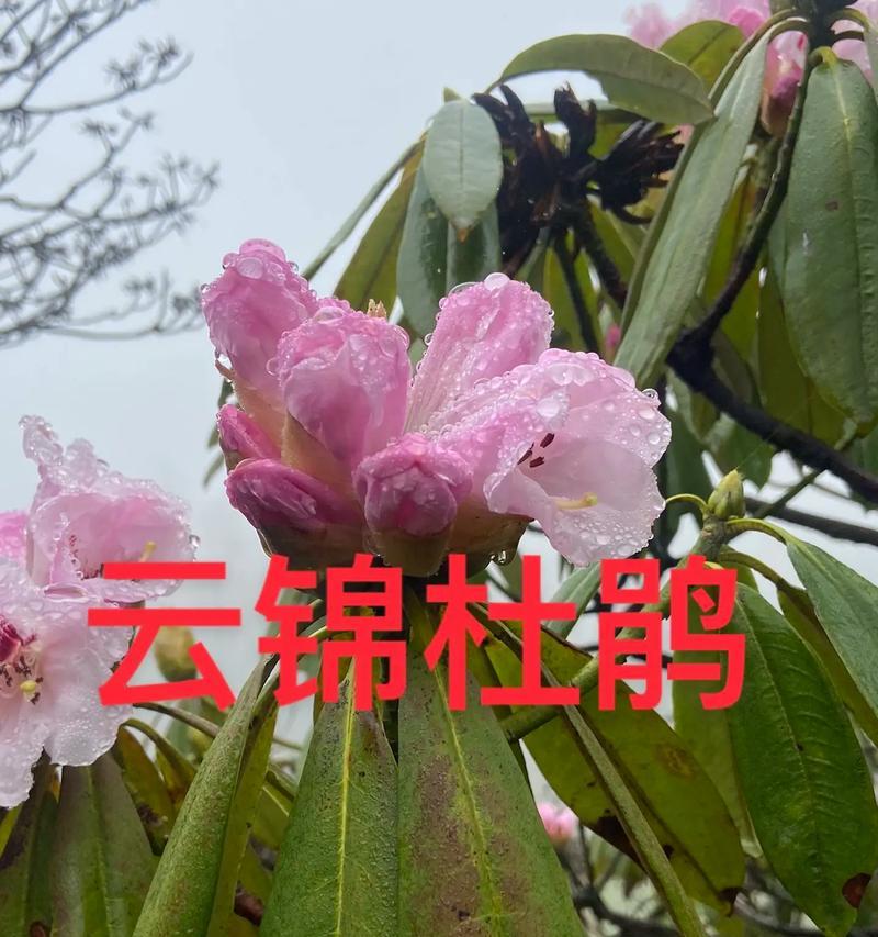 保护野生杜鹃（生态之美在于多样性）