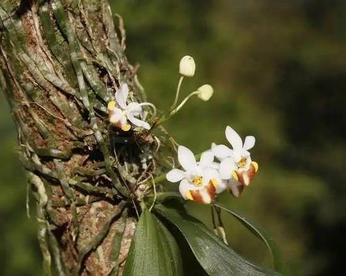 野生兰花——国家保护植物的珍品（探寻兰花的神秘世界）