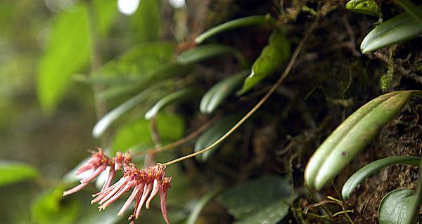 野生兰花——国家保护植物的珍品（探寻兰花的神秘世界）