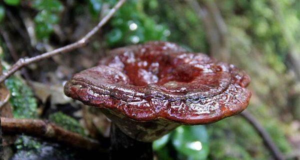 寻找野生灵芝最佳产地（探究灵芝产地对品质的影响）