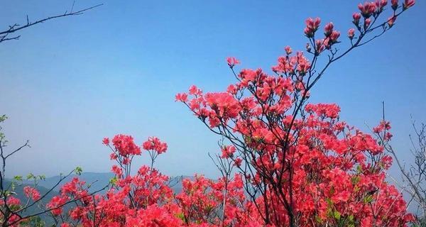 如何在家庭中养护野生映山红（家庭养法）