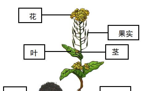 叶仙叶子卷曲原因与处理方法（全面解析叶仙叶子卷曲）