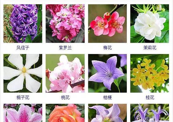 叶仙一年开几次花（从花期到繁殖）