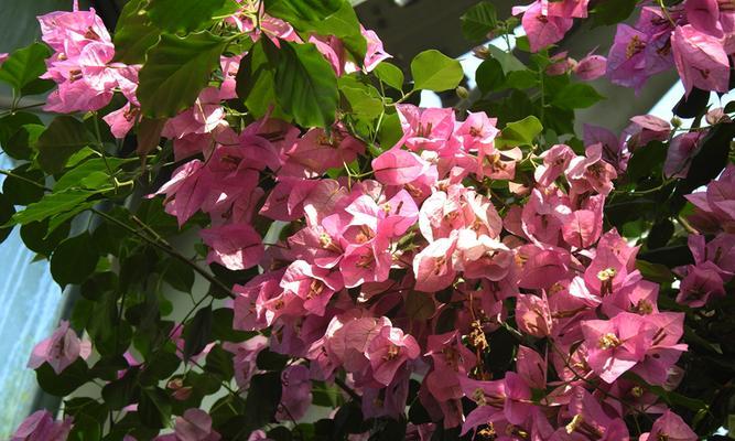 揭秘叶子花开花的奥秘（探究叶子花的开花时间和特点）