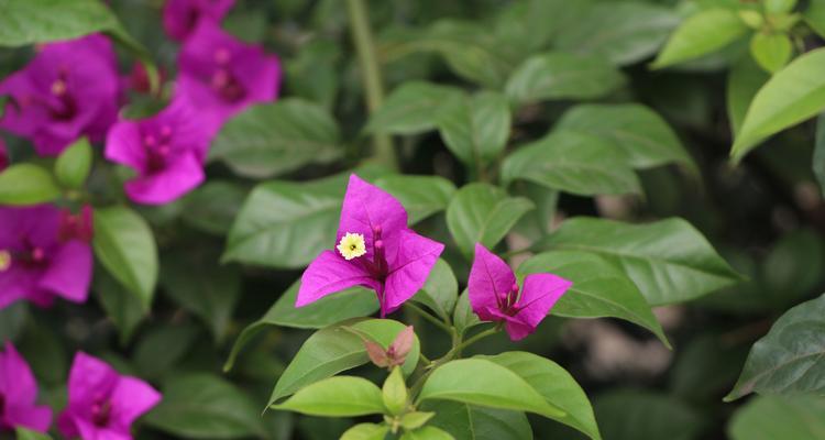 揭秘叶子花开花的奥秘（探究叶子花的开花时间和特点）