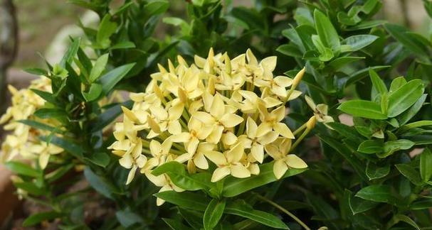 夜来香花期——开花时间和生长特点（揭秘夜来香花期的多长时间及其花语）