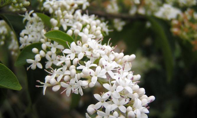 夜来香花期——开花时间和生长特点（揭秘夜来香花期的多长时间及其花语）