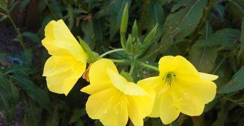 夜来香花期——开花时间和生长特点（揭秘夜来香花期的多长时间及其花语）