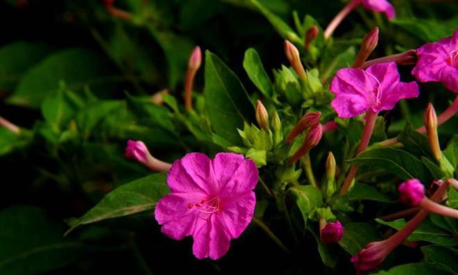 夜来香花期及其魅力（探寻夜来香花开时间和美丽之处）