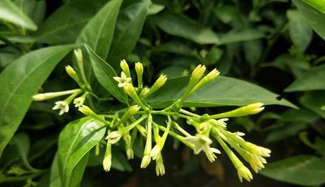 夜来香花期及其魅力（探寻夜来香花开时间和美丽之处）