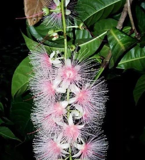 夜晚开花的植物大盘点（品味夜色中的绚丽与神秘）