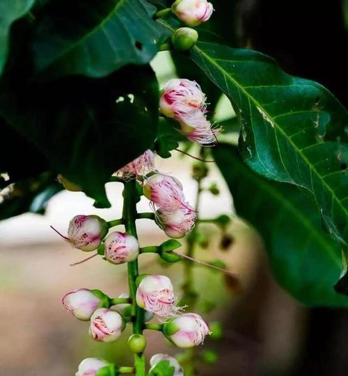 夜晚开花的植物大盘点（品味夜色中的绚丽与神秘）