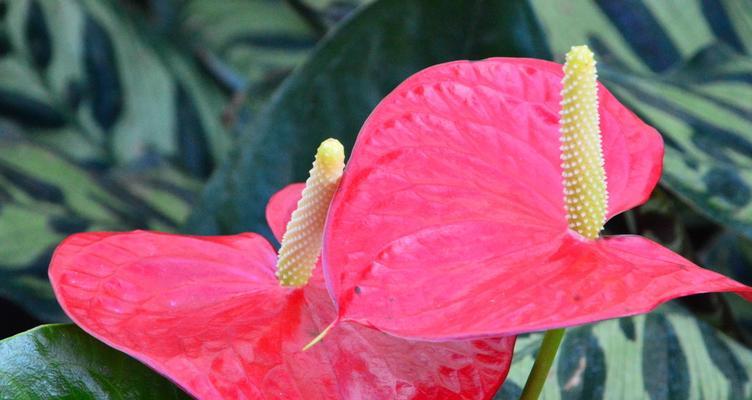 火鹤花的花语与魅力（探索火鹤花的花语意义及美丽特点）