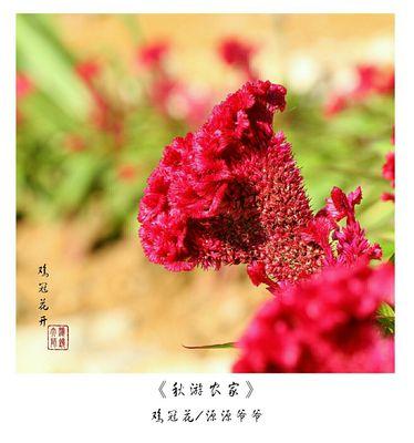 红色鸡冠花的花语——鲜艳之美（探寻红色鸡冠花的花语）