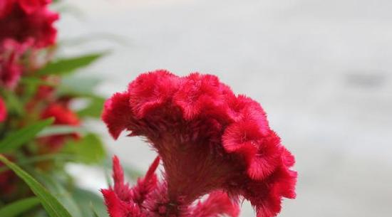 红色鸡冠花的花语——鲜艳之美（探寻红色鸡冠花的花语）