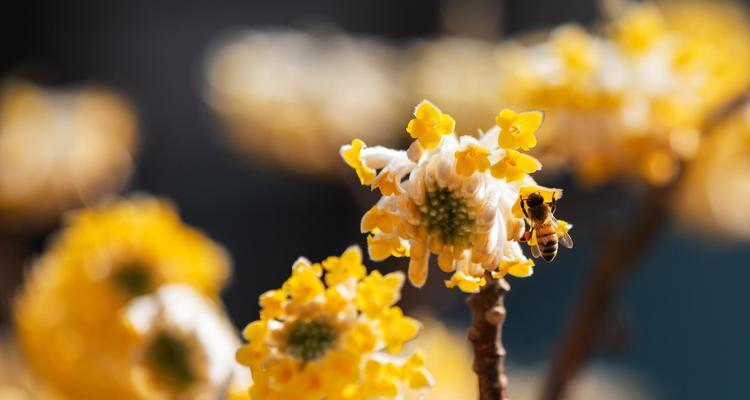 以结香的花语与传说（传奇花千载香谱传遥远）