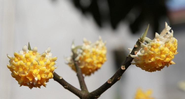 以结香的花语及其传说故事（探寻以结香的花语和神话传说）