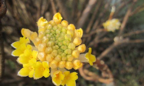 以结香花花语，传达深情厚意（表达真挚情感的花朵）